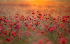 Feld mit Mohn bei Sonnenaufgang