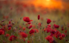 Feld mit Mohn bei Sonnenaufgang
