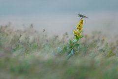 Wiesenpieper auf gelbem Enzian  zur blauen Stunde