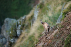 Gams in der Felswand