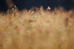 Stieglitz auf Distel (Distelfink)