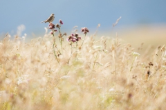Wiesenpieper auf Distel