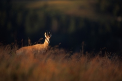 Gams im goldenen Abendlicht