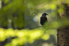 Rabenkrähe