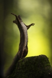 Eichhörnchen