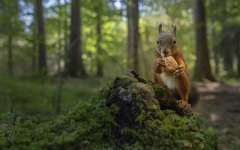 Eichhörnchen