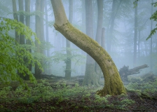 Nebel im Buchenwald