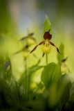 Frauenschuh-Orchidee