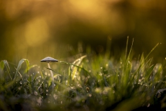Ein Pilz in der Wiese