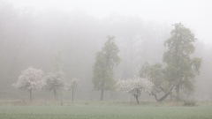 Obstbaumblüte im Frühjahr