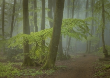 Nebel im Buchenwald