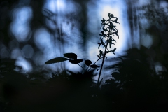 Waldhyazinthe